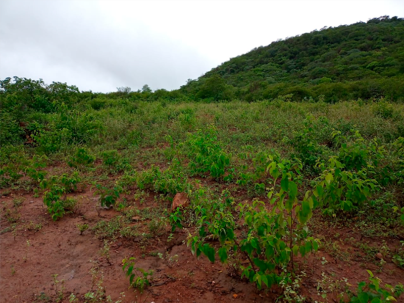 Terreno - Taquaritinga do Norte - PE