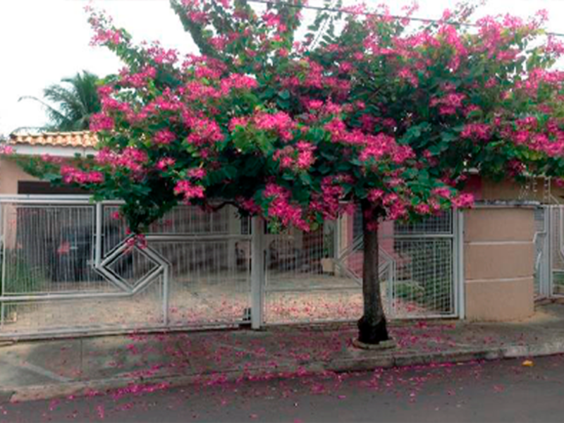 Casa - clementina - sp