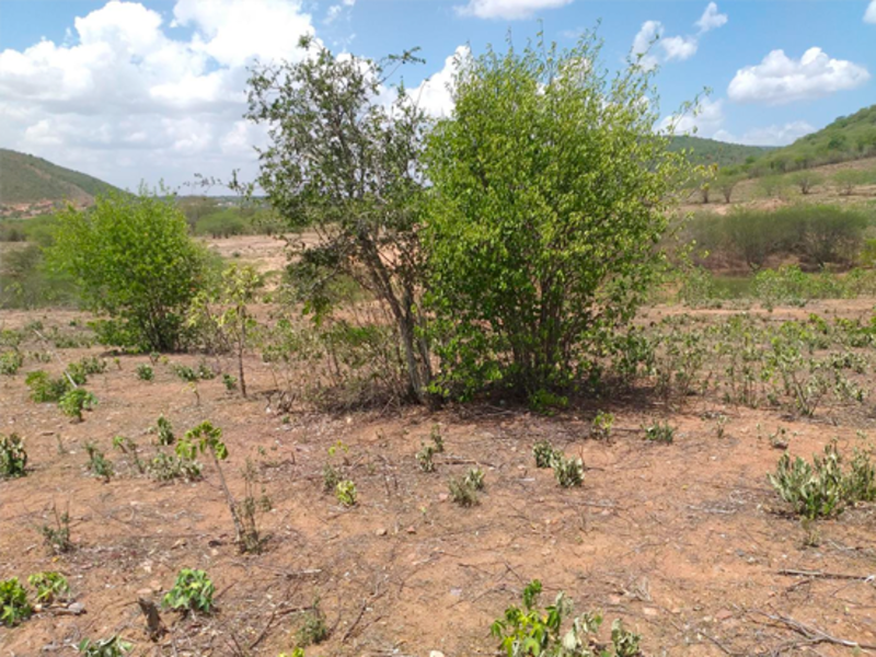 Terreno - taquaritinga do norte - pe