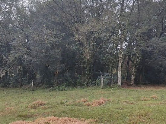 Terreno Engenho Velho RS - Terreno Rural,Comercial,Industrial,Residencial,Terreno,Rural,Terreno Urbano - Engenho Velho/RS. Terreno rural com área superficial de 25.000m², situado no lugar denominado Linha Bonita (Parte do lote 8), melhor descrito(a), confrontado(a) e caracterizado(a) em matrícula. INCRA 868.051.009.865-0 (área maior). Matrícula 9.260 do RI da Comarca de Constantina/RS. Obs.: Regularizações e encargos perante os órgãos competentes, correrão por conta do(a) comprador(a). Caberá, ao(à) comprador(a) georreferenciamento ou levantamento topográfico, inclusive memorial descritivo, e verificar a totalidade de Área destinada à Preservação Permanente (APP), bem como a responsabilidade de levantamento topográfico e eventual caracterização para imóvel rural. Ainda, caberá ao(a) comprador(a), verificar eventual rural. Ainda, caberá ao(a) comprador(a), verificar eventual instituição de servidão de passagem, pois o terreno é encravado com eventual necessidade de arruamento. Desocupado. Eventual desocupação - leilão extrajudicial - Não informado BR - lance mínimo R$ 118.100