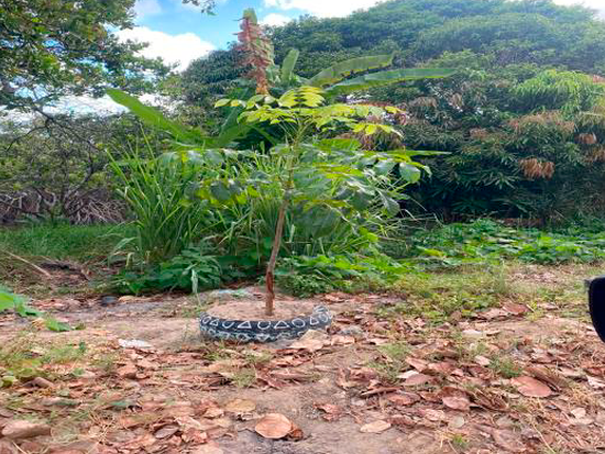 Terreno Conde PB - Terreno Rural,Comercial,Industrial,Residencial,Terreno,Rural,Terreno Urbano - Não informado - Não informado BR - lance mínimo R$ 12.000