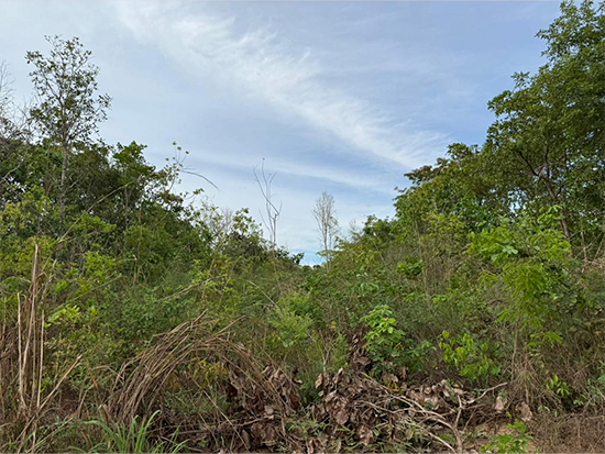 Terreno - Nova Xavantina - MT - Terreno Rural,Comercial,Industrial,Residencial,Terreno,Rural,Terreno Urbano - Não informado - leilão extrajudicial - Não informado BR - lance mínimo R$ 28.000