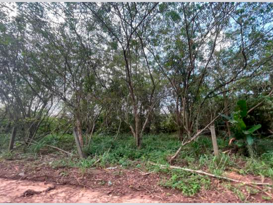 Terreno - Castanhal - PA - Terreno Rural,Comercial,Industrial,Residencial,Terreno,Rural,Terreno Urbano - Castanhal/PA. Distrito de Apéu. Travessa Anajá, sn. Terreno com área superficial de 1.500,00m². Matrícula 22393 (CNM 065789.2.0022393-12) do 1º RI local. - Não informado BR - lance mínimo R$ 478.000