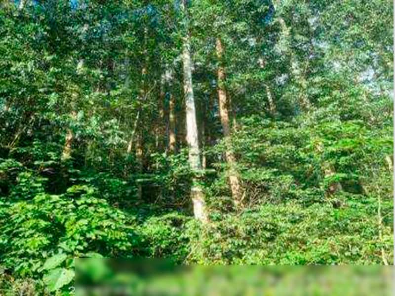 Área Rural - Ipuaçu - SC, localizado em Ipuaçu - SC, bairro Samburá