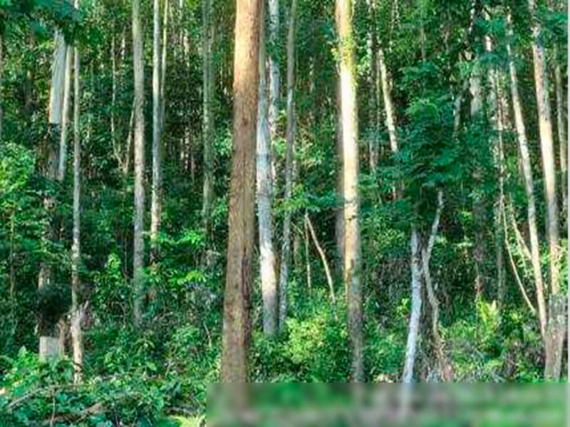 Área Rural - Ipuaçu - SC, localizado em Ipuaçu - SC, bairro Samburá