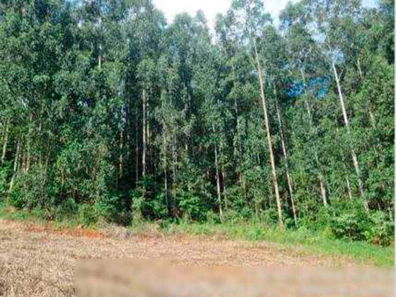 Área Rural - Ipuaçu - SC, localizado em Ipuaçu - SC, bairro Samburá