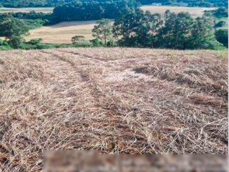 Área Rural - Ipuaçu - SC, localizado em Ipuaçu - SC, bairro Samburá