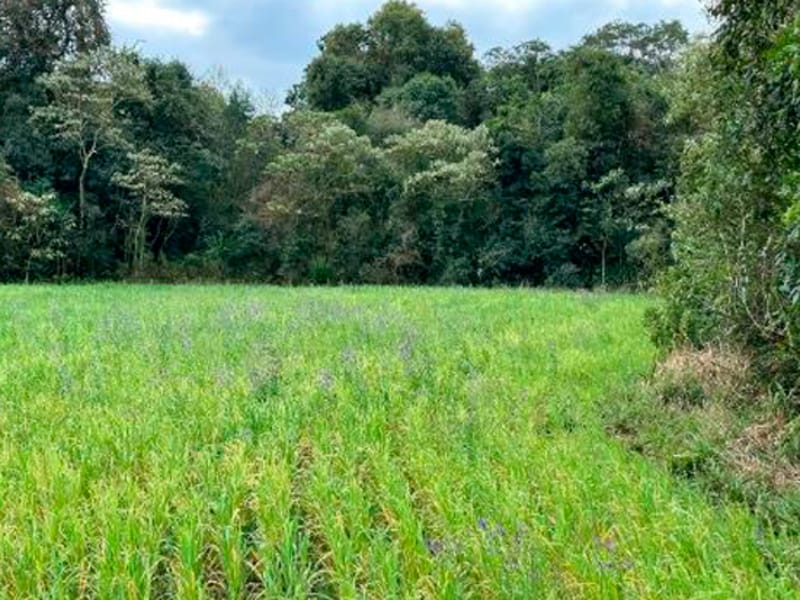 Terreno - São Bernardino - SC, localizado em São Bernardino - SC