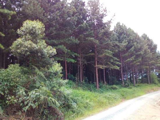 Terreno - Laurentino - SC - Rural - Laurentino/SC. Terreno rural com área superficial de 82.658,17m², situado no lugar denominado Estrada Geral Serra Maracujá, Serra Maracujá, melhor descrito(a), confrontado(a) e caracterizado(a) em matrícula. INCRA 805.076.003.182-4. Matrícula 4.241(CNM 150367.2.0004241-54) do RI da Comarca de Rio do Oeste/SC. - Não informado BR - lance mínimo R$ 248.581