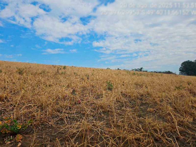 Fazenda - Lapa - PR, localizado em Lapa - PR