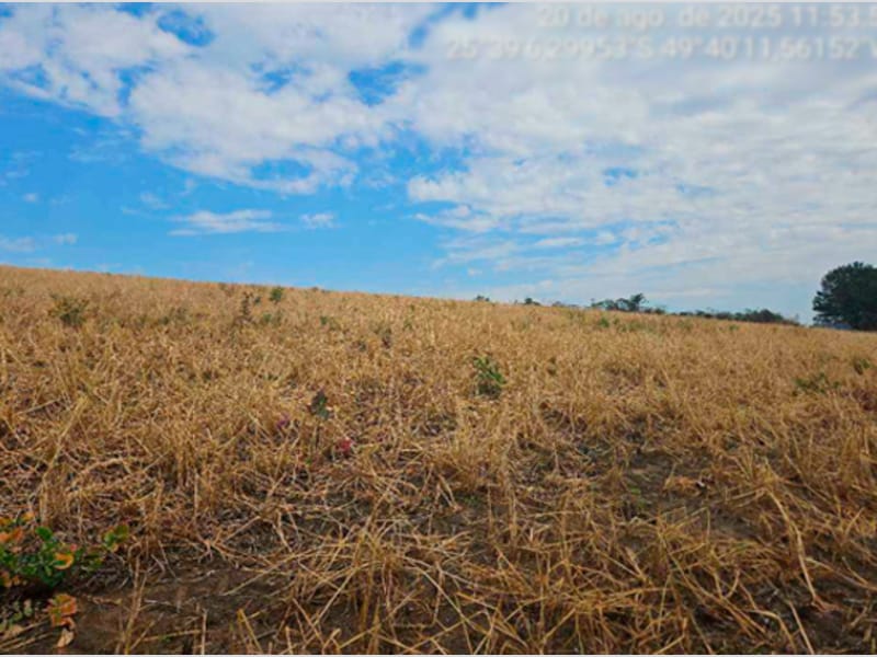 Fazenda - Lapa - PR, localizado em Lapa - PR