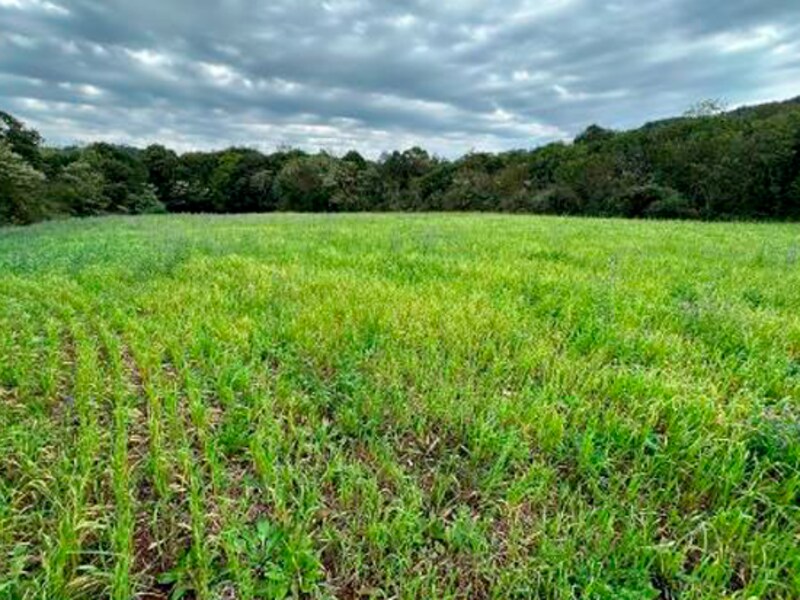Terreno São Bernardino SC, localizado em São Bernardino - SC