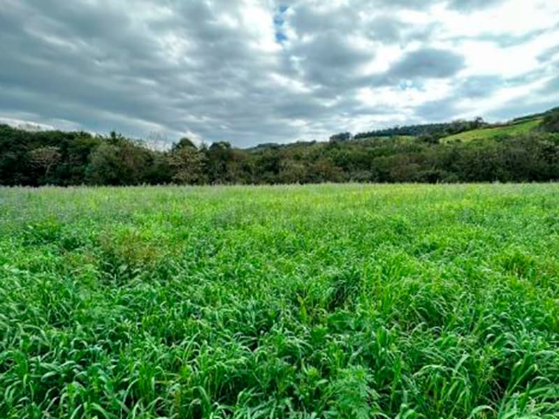 Terreno São Bernardino SC, localizado em São Bernardino - SC