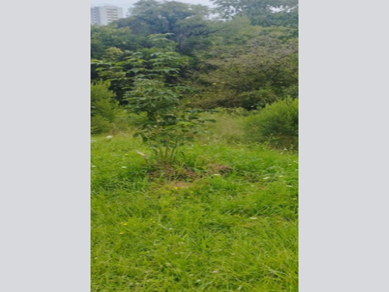 Terreno - Caxias do Sul - RS - Terreno - ÁREA INSTITUCIONAL Nº 1.205, constituído pelo lote administrativo nº 002, quadra nº 5.728, matrícula 149.914, 1º zona de registro, fazendo testada para a Rua Dr. Emílio Ataliba Finger, lado ímpar, esquina com a Rua Padre Milton Valentin Gasparin, no quarteirão formado pelas citadas vias, mais o limite com as quadras nos 5.728, 5.462 e 6.237, neste Município, com área superficial de 5.189,76m² ( cinco mil, cento e oitenta e nove metros com setenta e seis decímetros quadrados), sem benfeitorias, com as seguintes medidas e confrontações: ao SUL, por duas linhas, a primeira de 7,77 metros, com a Rua Dr. Emílio Ataliba Finger, e a segunda de 8,76 metros com a Rua Padre Milton Valentin Gasparin; a SUDOESTE, por duas linhas, a primeira de 15,15 metros, com a Rua Dr. Emílio Ataliba Finger, e a segunda de 76,50 metros com a Rua Padre Milton Valentin Gasparin; a LESTE, por duas linhas, a primeira de 142,66 metros, sendo 75,20 metros com o limite da quadra nº 5.462, e por 71,93 com o lote nº 01 da quadra nº 5.728, e a segunda de 30,72 metros, com o limite da quadra nº 5.462; a OESTE, por duas linhas, a primeira de 93,14 metros com a Rua Padre Milton Valentin Gasparin, e a segunda de 29 metros com o limite da quadra nº 6.237; e por 16,35m também com a Rua Pedro Giacomet; e ao NORTE, por duas linhas, a primeira de 73,00 metros, e a segunda de 20,41 metros, ambas com o limite da quadra nº 5.462; - Não informado BR - lance mínimo R$ 3.285.000