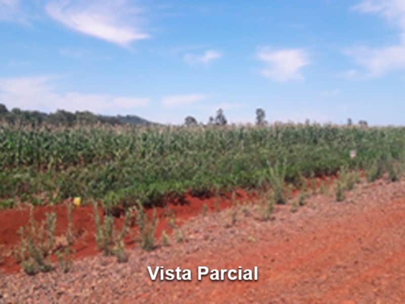 Terreno - São Miguel do Iguaçu - PR, localizado em São Miguel Do Iguaçu - PR