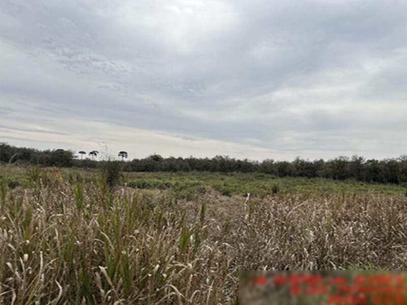 Área Rural - Rio Azul - PR, localizado em Rio Azul - PR