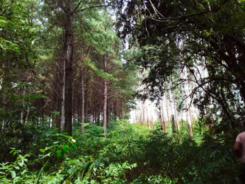 Terreno - Laurentino - SC, localizado em Laurentino - SC