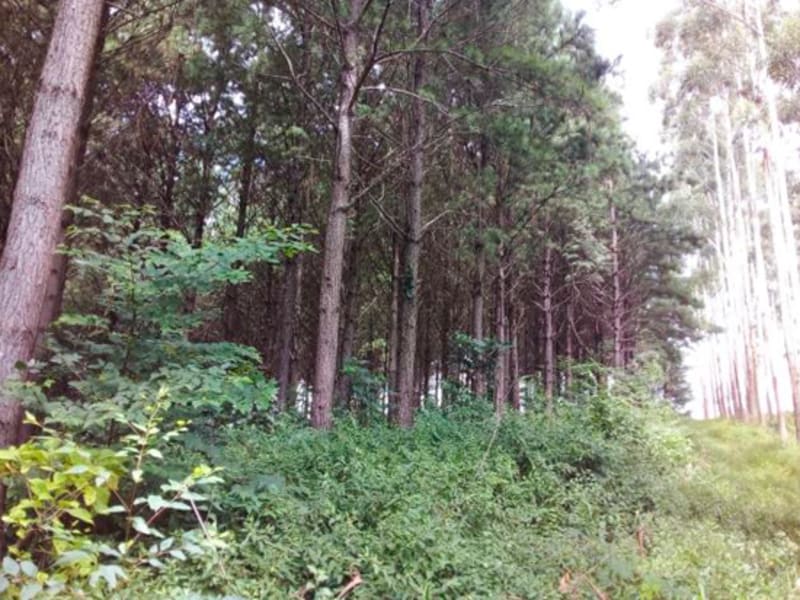 Terreno - Laurentino - SC, localizado em Laurentino - SC