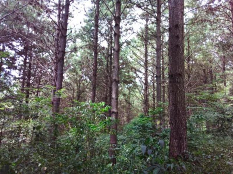 Terreno - Laurentino - SC, localizado em Laurentino - SC