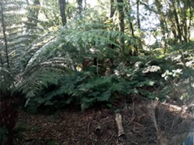 Terreno São Francisco de Paula RS, localizado em São Francisco De Paula - RS