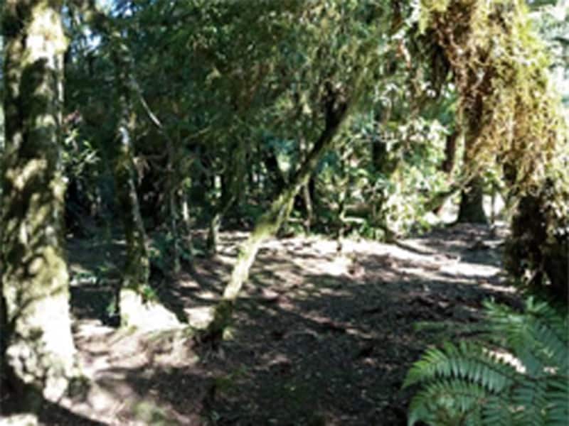 Terreno São Francisco de Paula RS, localizado em São Francisco De Paula - RS