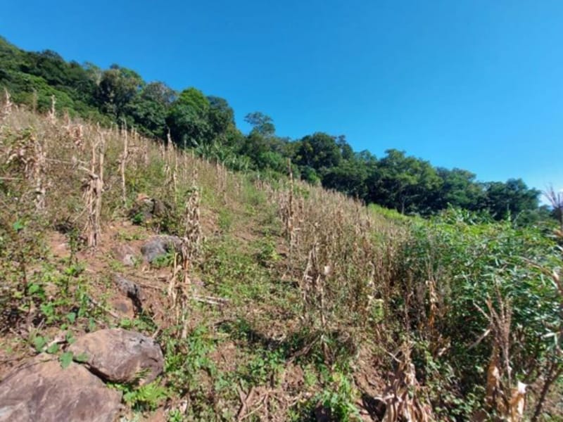Terreno - São Francisco de Paula - RS, localizado em São Francisco De Paula - RS