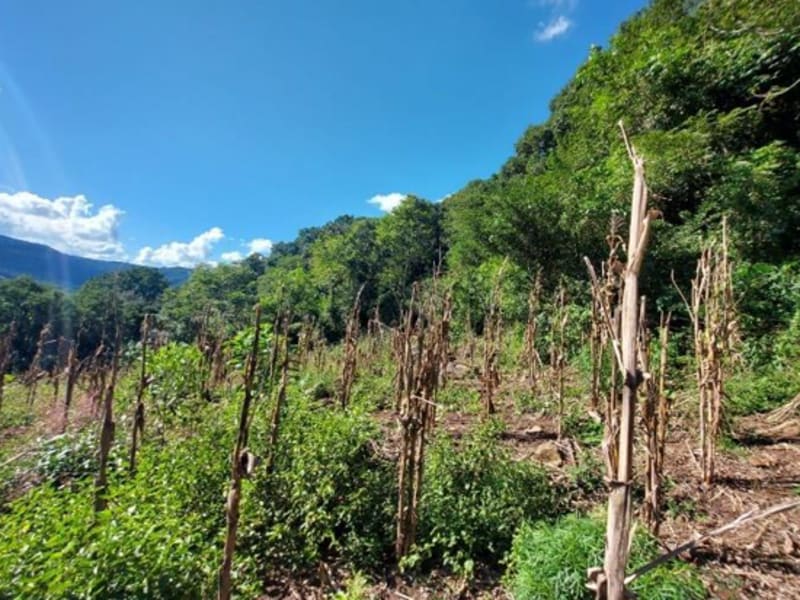 Terreno - São Francisco de Paula - RS, localizado em São Francisco De Paula - RS