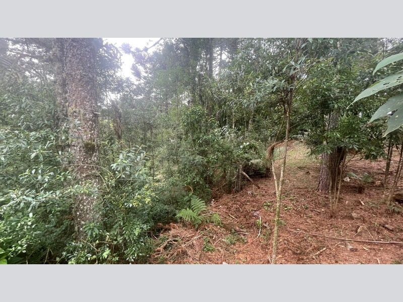 Imagem do imóvel Terreno - São Francisco de Paula - RS 