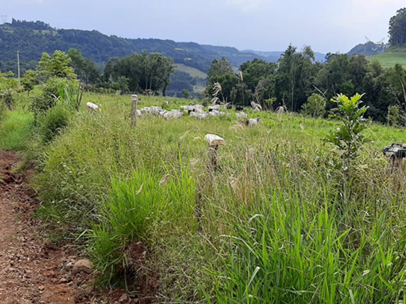 Imagem do imóvel Terreno - Trindade do Sul - RS