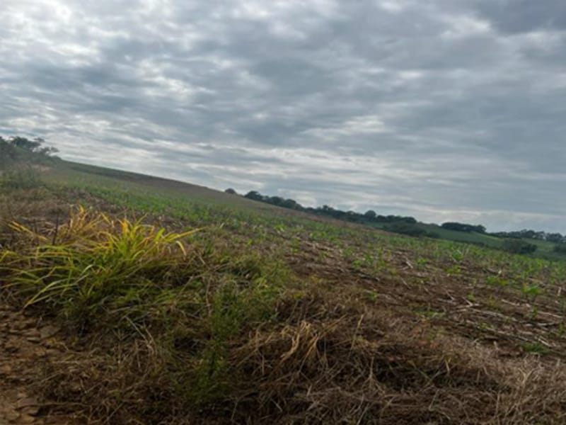 Terreno - Santa Rosa - RS, localizado em Santa Rosa - RS