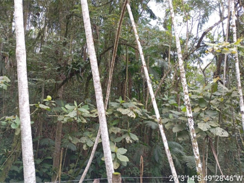 Terreno - Ibirama - SC, localizado em Ibirama - SC