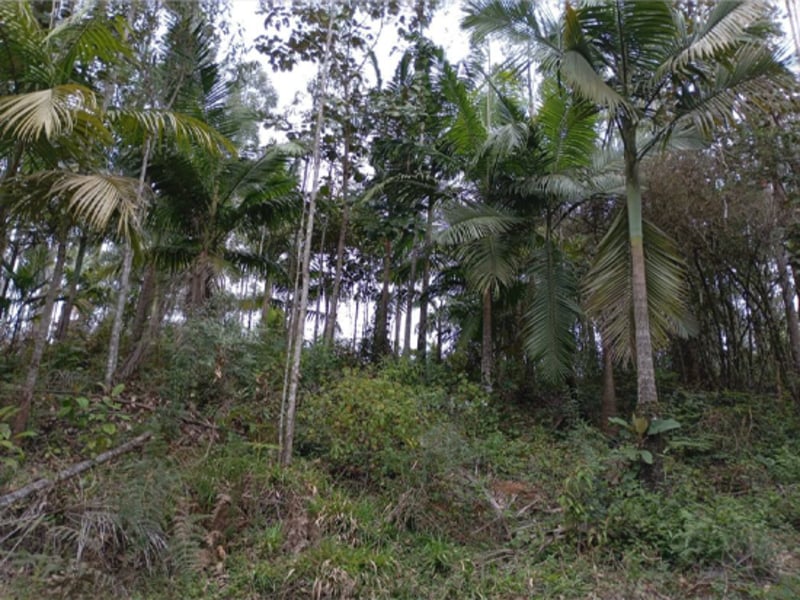 Terreno - Ibirama - SC, localizado em Ibirama - SC