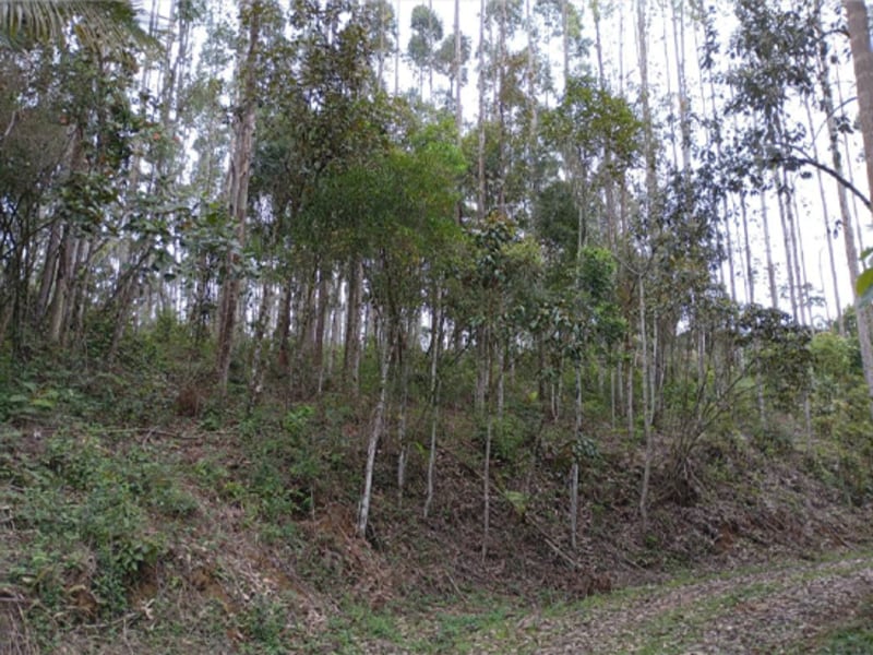 Terreno - Ibirama - SC, localizado em Ibirama - SC