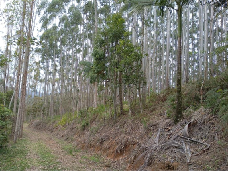 Terreno - Ibirama - SC, localizado em Ibirama - SC