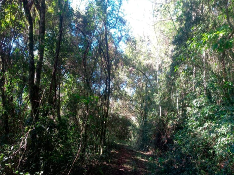 Imagem do imóvel Terreno - Caxias do Sul - RS