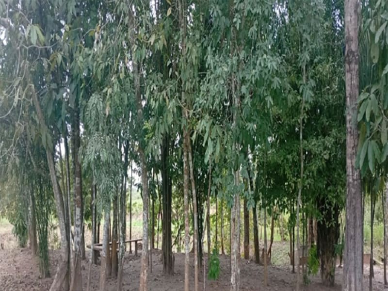 Terreno Espigão D'oeste RO, localizado em Espigão D'oeste - RO