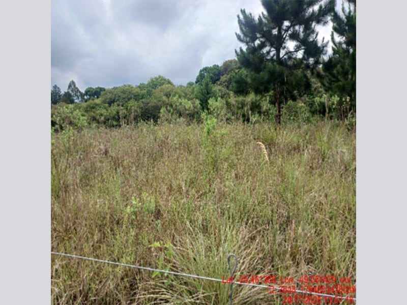 Terreno - Balsa Nova - PR, localizado em Balsa Nova - PR