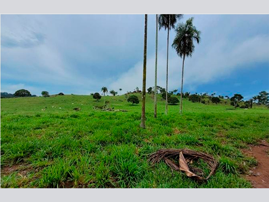 Terreno - Apiacás - MT