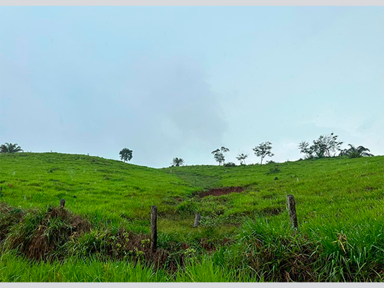 Foto de Imóvel rural - Leilão encerrado em Alta Floresta D'Oeste/RO