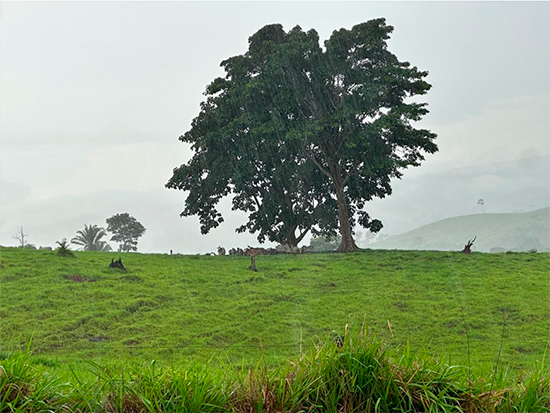 Terreno - Alta Floresta D'oeste - RO