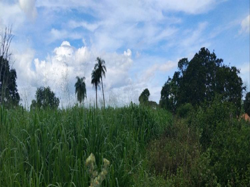 Terreno - Sítio Novo - MA, localizado em Sítio Novo - MA
