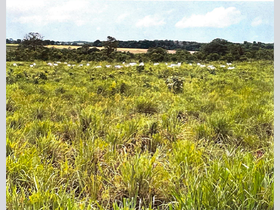 Terreno - São Félix do Araguaia - MT