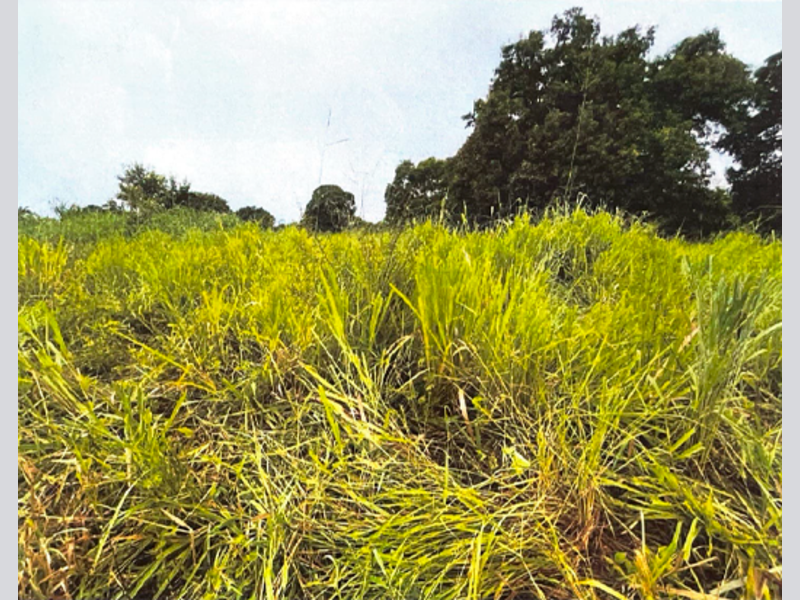 Terreno - São Félix do Araguaia - MT, localizado em São Félix Do Araguaia - MT