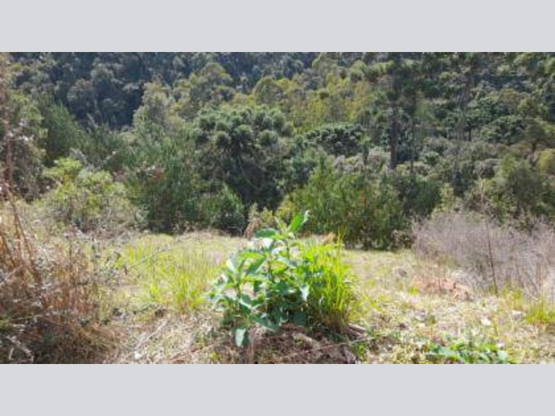 Loteamento - Campos do Jordão - SP, localizado em Campos Do Jordão - SP, bairro Alto da Boa Vista