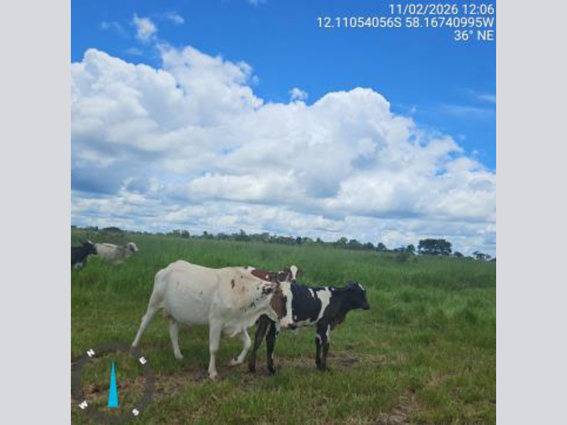 Terrenos - Brasnorte - MT, localizado em Brasnorte - MT