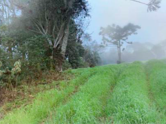 Foto de Imóvel em Paula Freitas (PR)