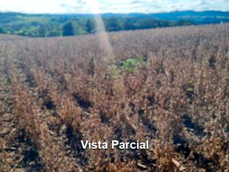 Área Rural - Concórdia - SC, localizado em Concórdia - SC