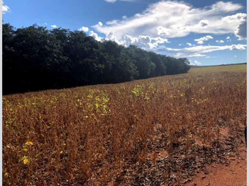 Gleba em Rio Verde de Mato Grosso/MS — foto 1