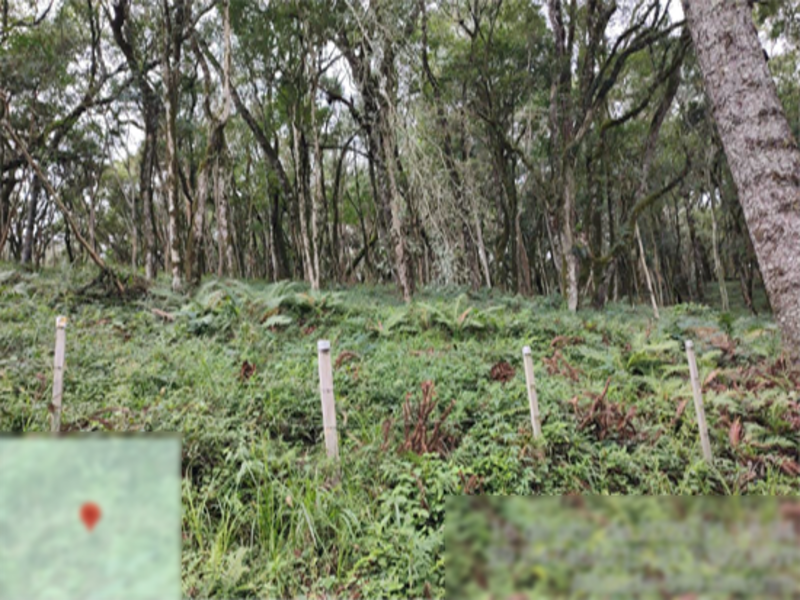 Terreno (foto 4 de 8)