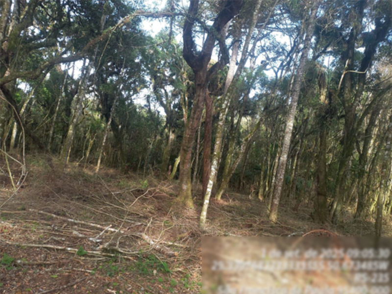 Imagem do imóvel Terreno - São Francisco de Paula - RS